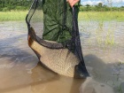 Fischrettung
