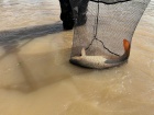Fischrettung