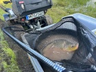 Fischrettung